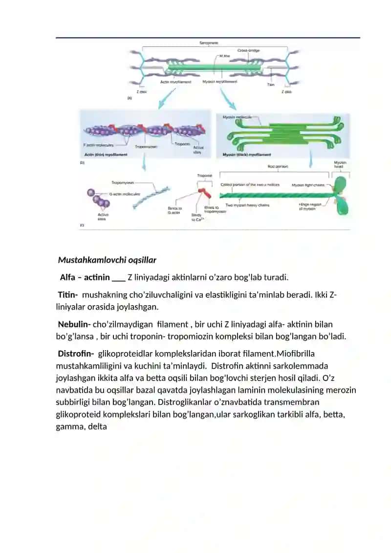Mushak fiziologiyasi 4