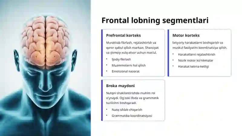 Miya Po'stlog'i Segmentlari: Tuzilishi va Funksiyalari 4