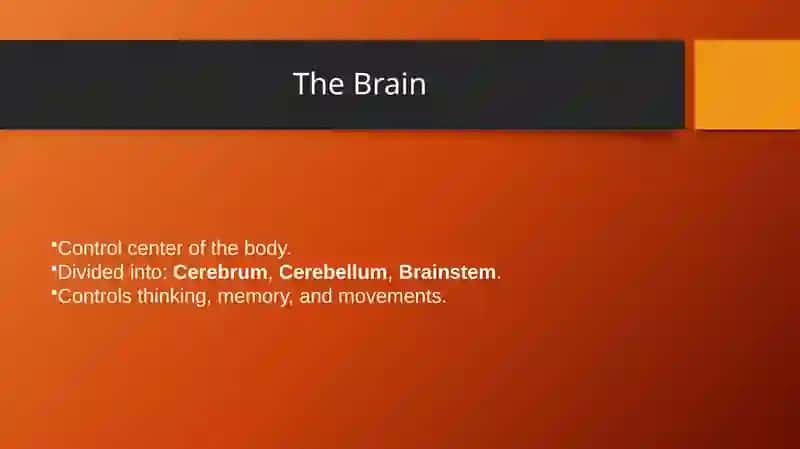 Nervous System 4