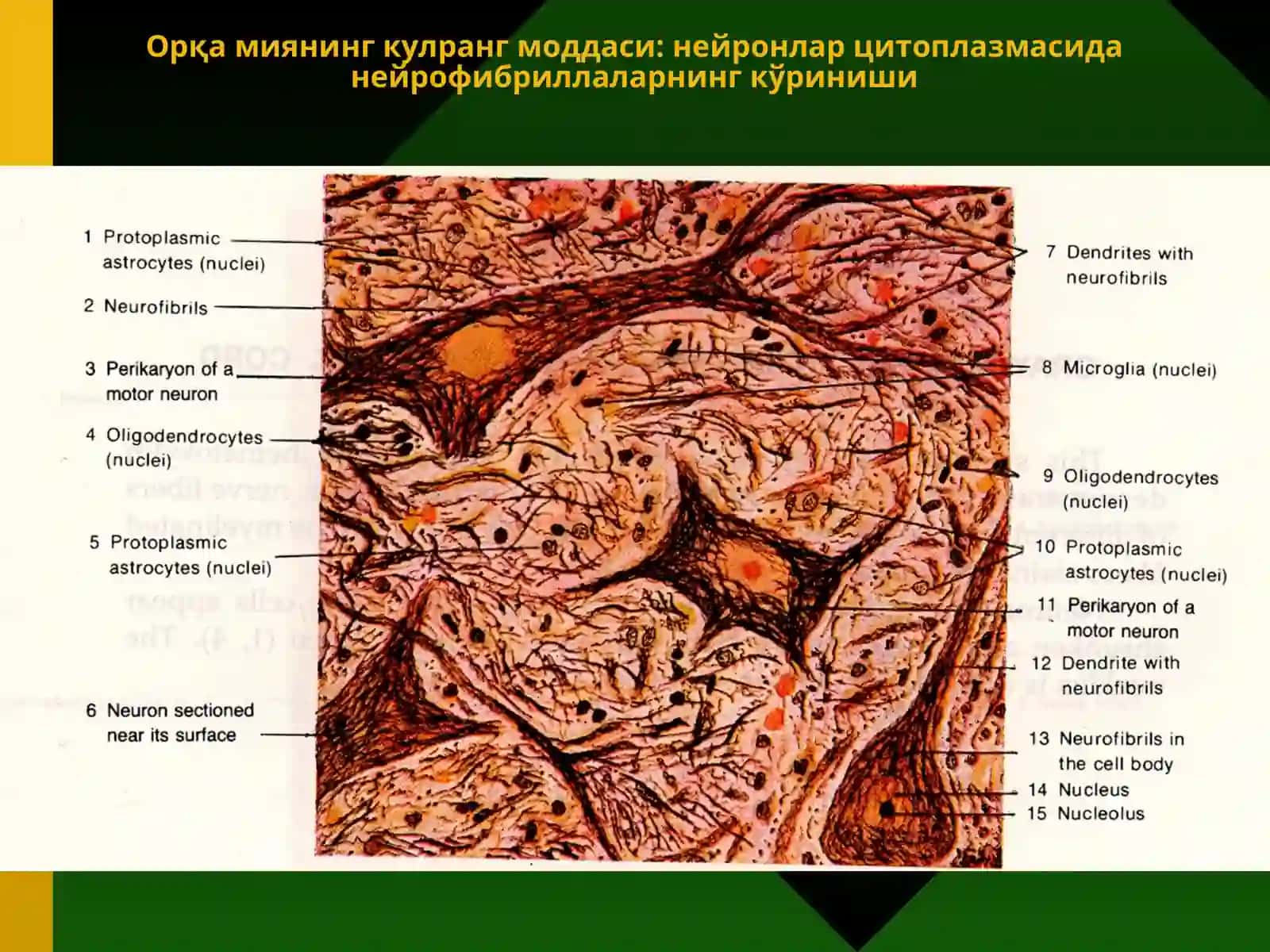 Нерв тўқимаси 4