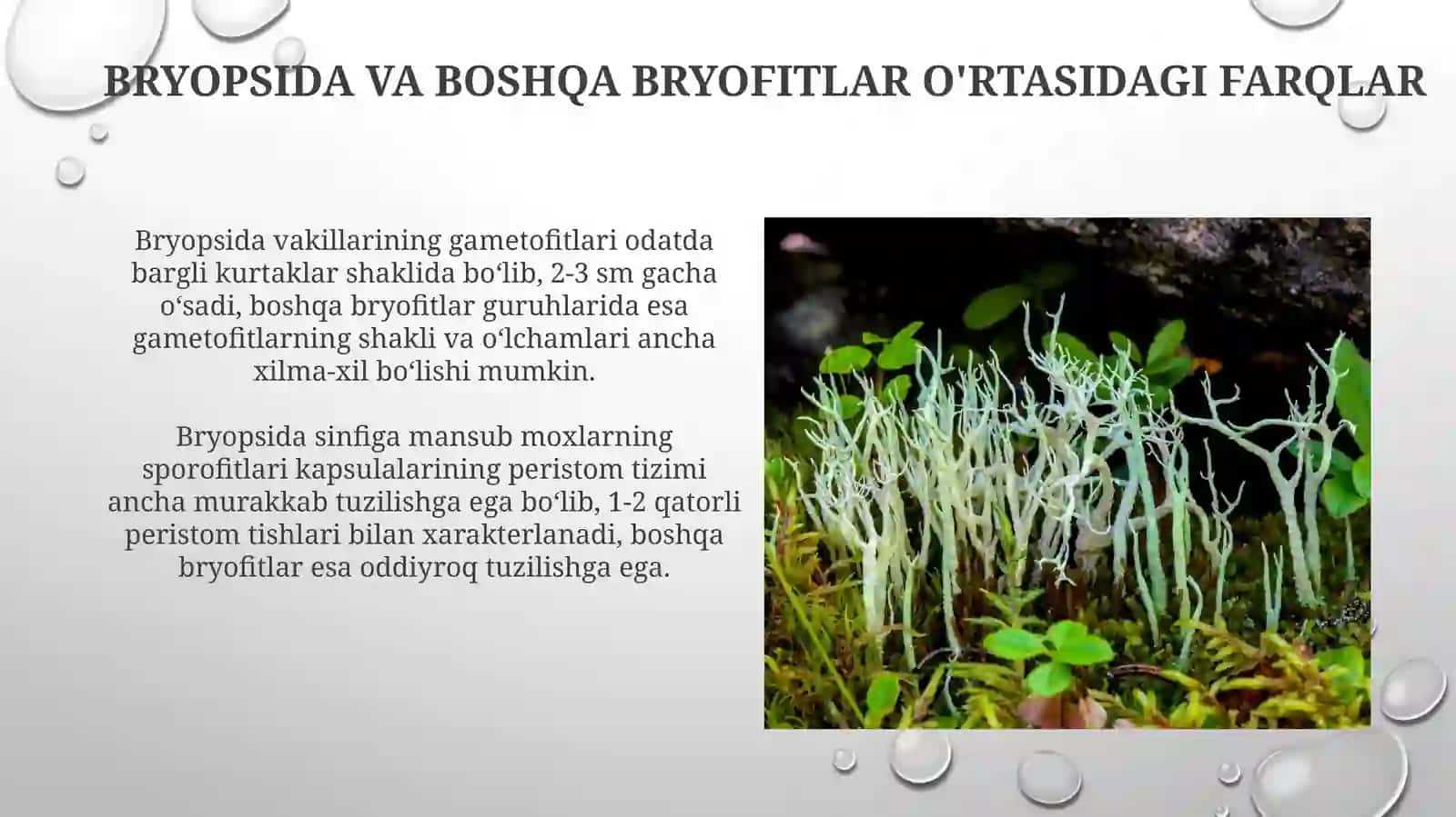 Bryopsida o'rganish usullari 4