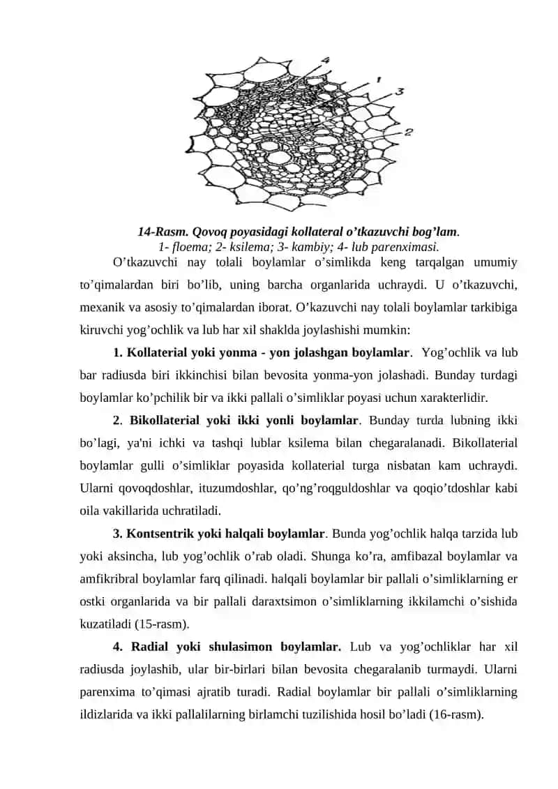 Elaksimon Naylar 4