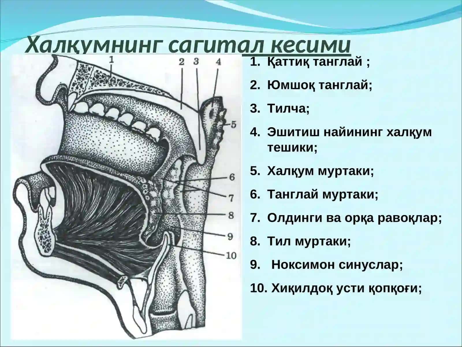 Halqum tuzilishi 4
