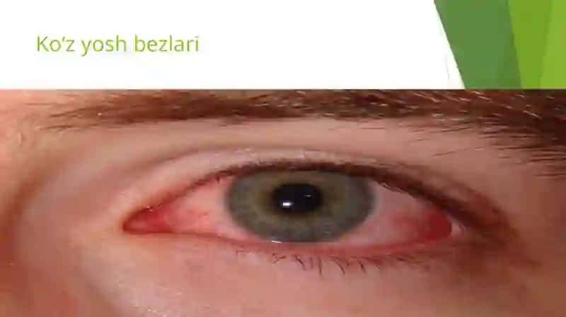 Sekretsiya Bezlari 4
