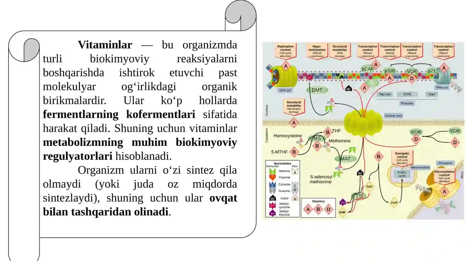 Vitaminlar va elektr tashuvchilar 4