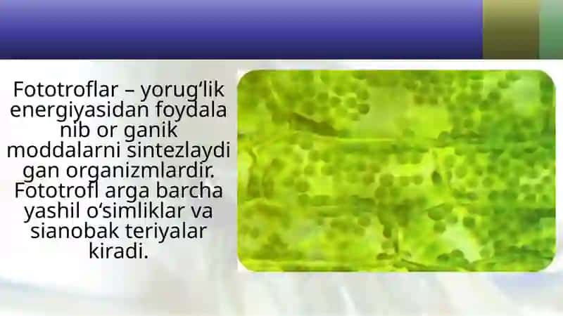 Tirik organizmlarning oziqlanishga ko‘ra turlari 4