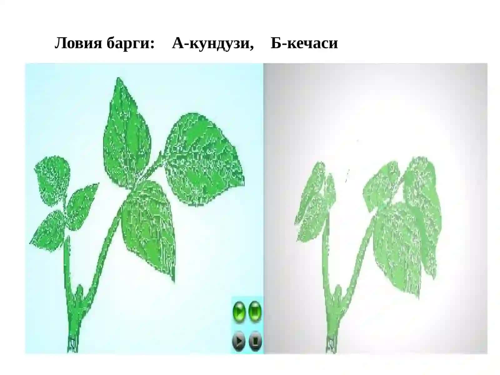 Ўсимликларнинг тиним ҳолатлари ва ҳаракатлари 4