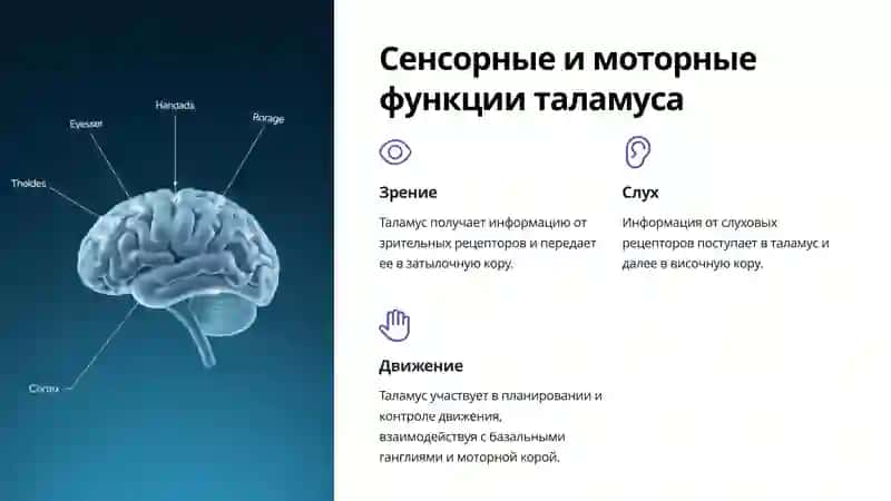 Анатомия Промежуточного Мозга 4