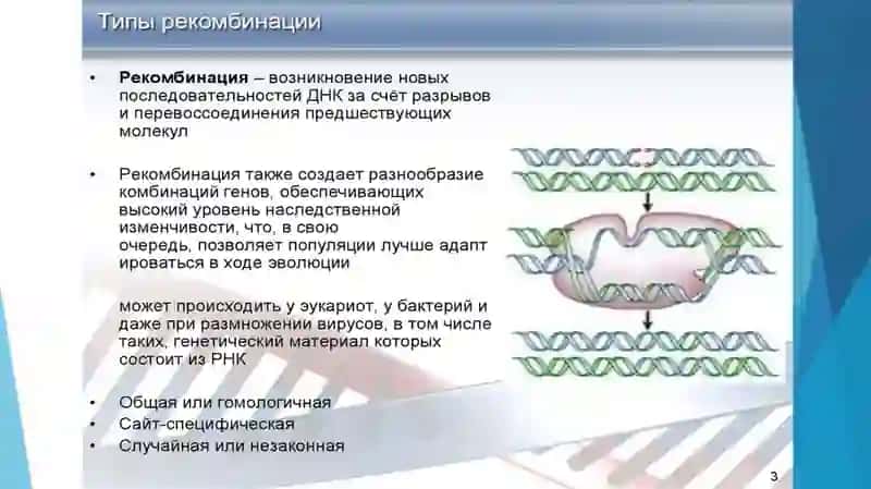 Рекомбинация ДНК и его применение в медицине 4