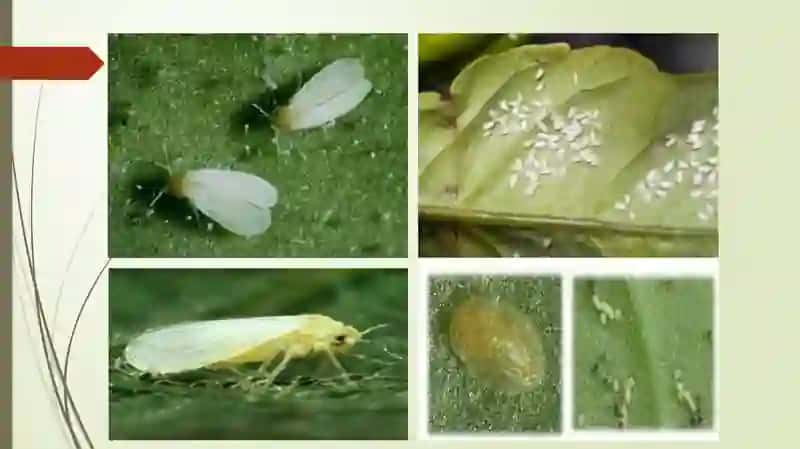Issiqxona zararkunandalari 4