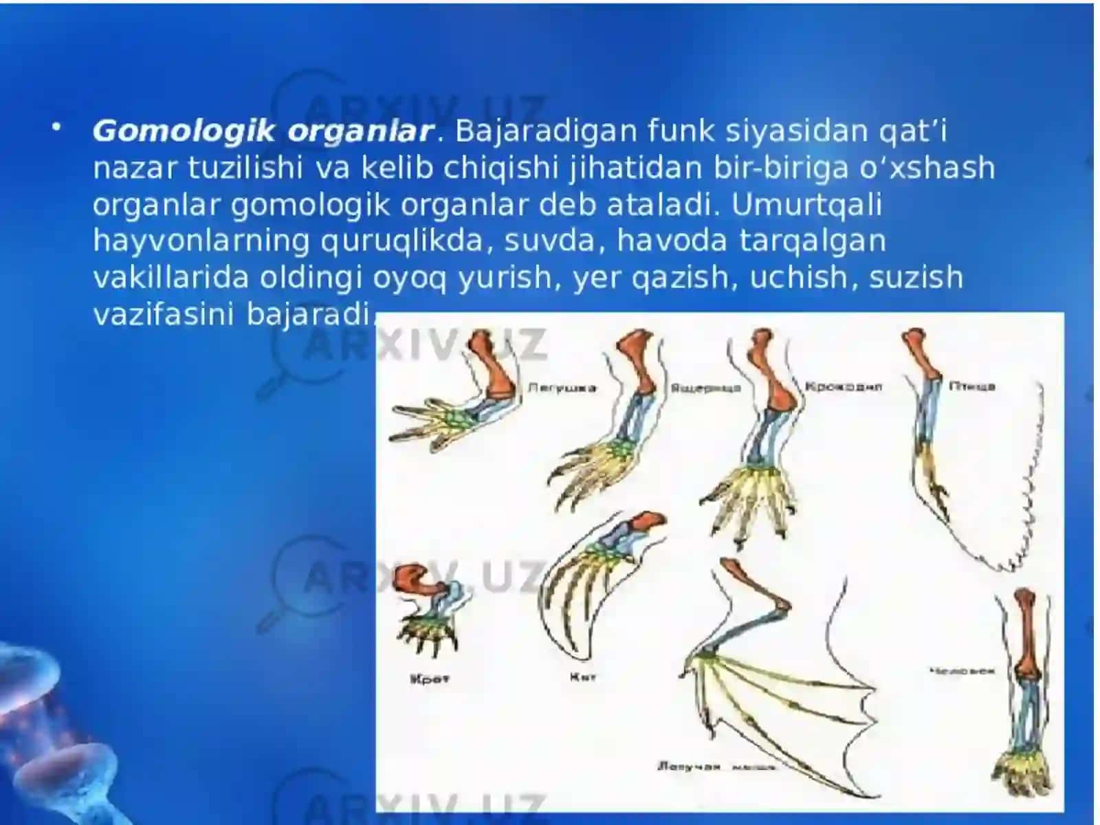 Gamologik va anologik organlar 4