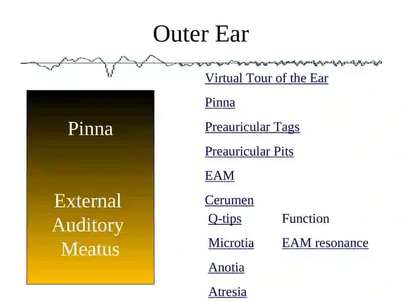 Anatomy Physiology and Disorders of the Hearing 4