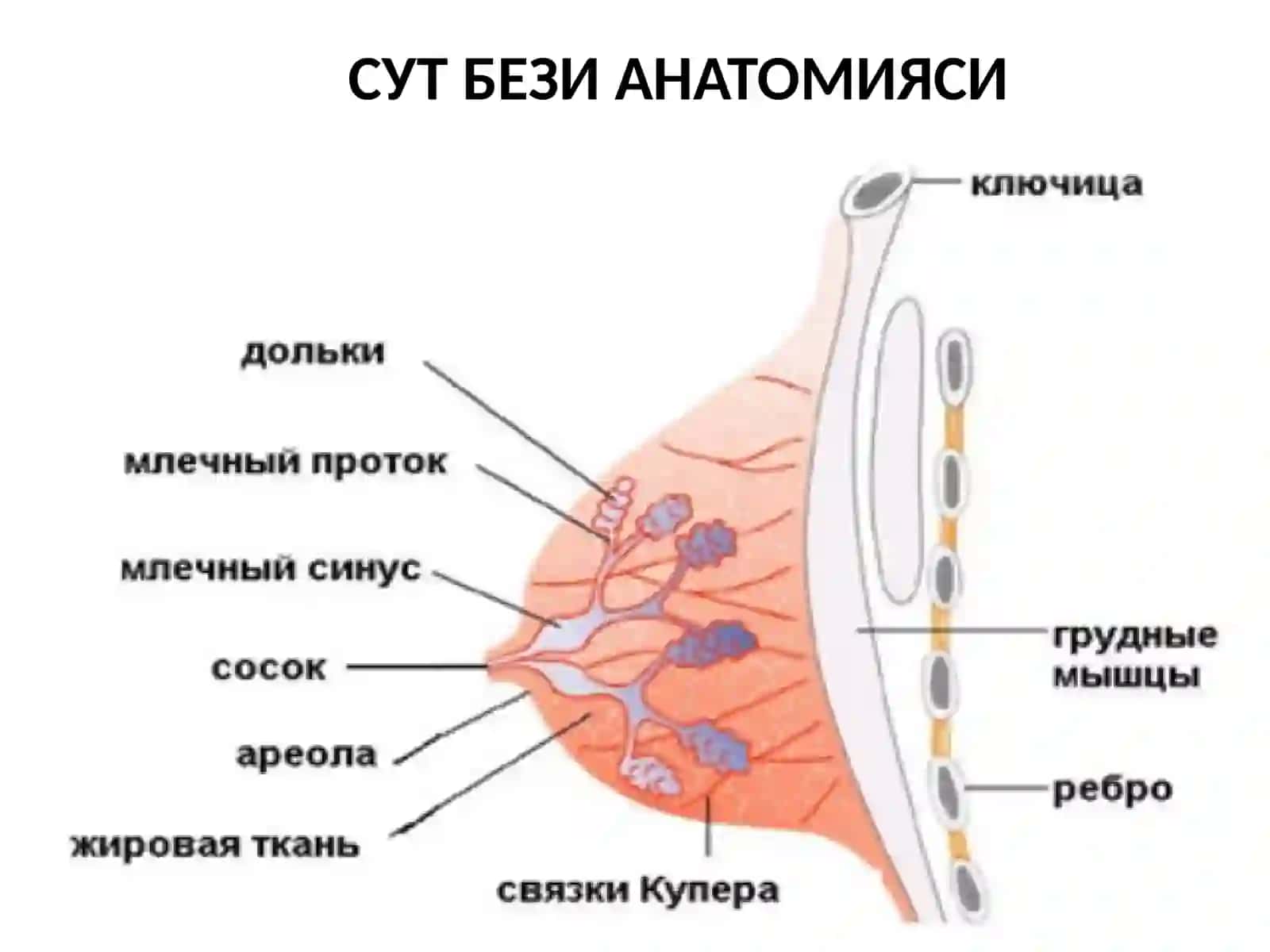 СУТ БЕЗИРАКИ: ЭТИОПАТОГЕНЕЗ, ДИАГНОСТИКА ВА ДАВОЛАШ УСУЛЛАРИ 4