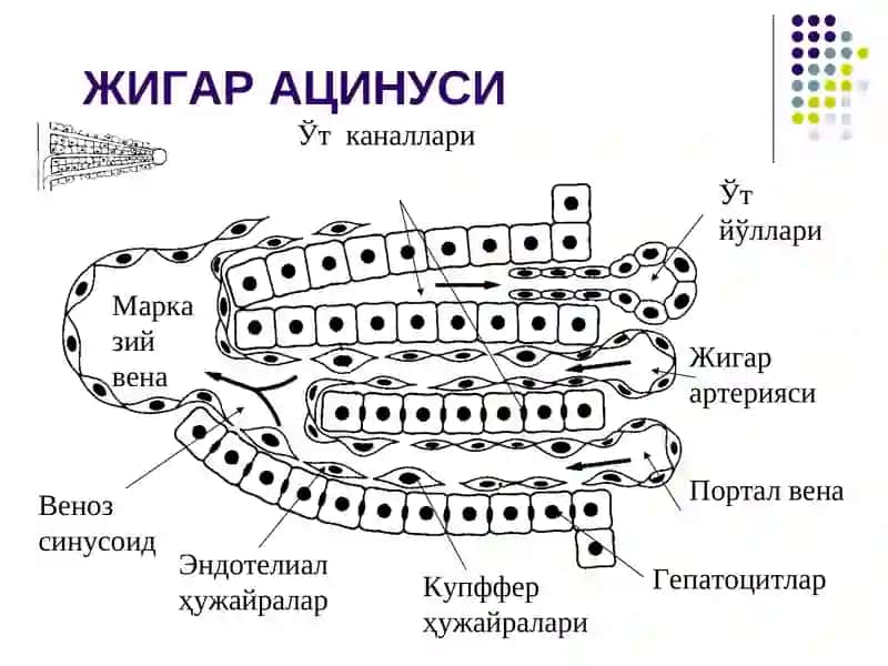 Болаларда сурункали гепатитлар 4