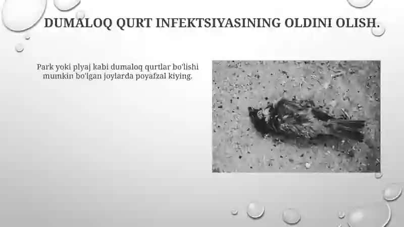 Dumaloq qurtlar 4