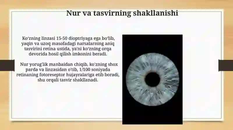 Koʻzning tuzilishi va faolyati 4
