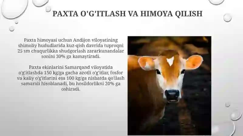 Fermer xo'jaligida paxta va bug'doy yetishtirish jarayonlari 4