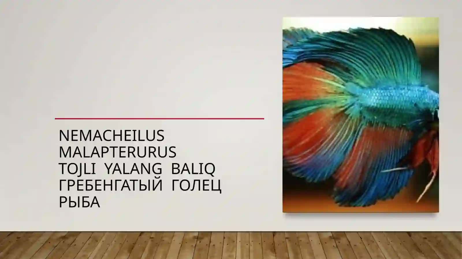 Seversov osman balig’iDiptychys sewerzowi 4