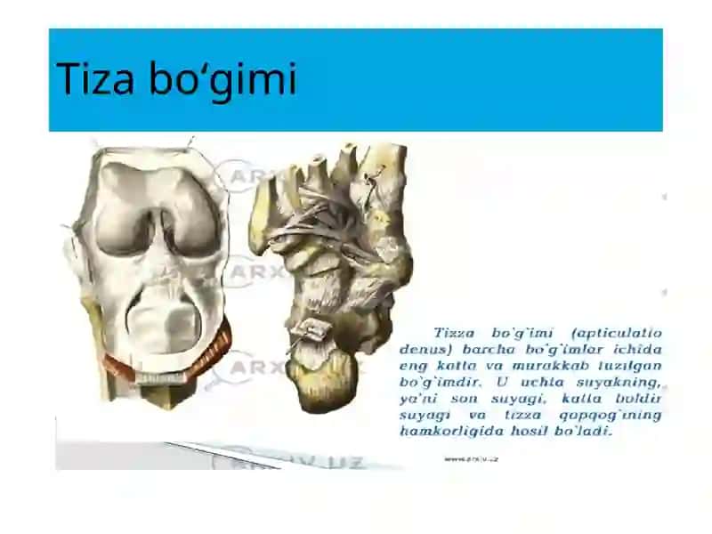 Bo'g'imlarning biomexanikasi birlashmalarning rengenanatomiyasi 4