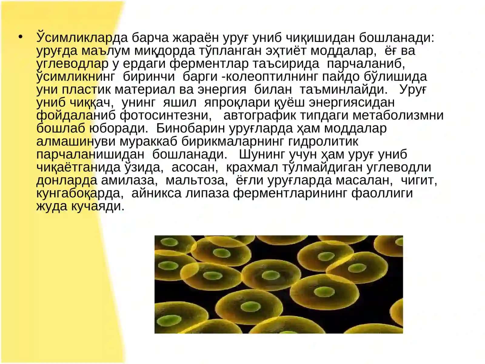 Ҳужайра унинг тузилиши 4