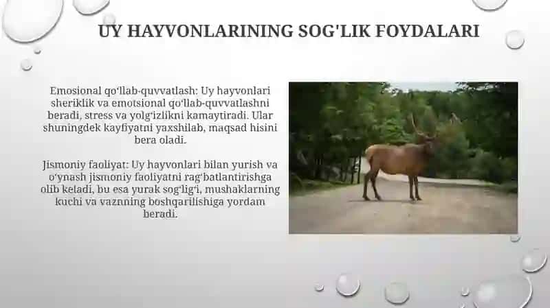 Uy Hayvonlari 4