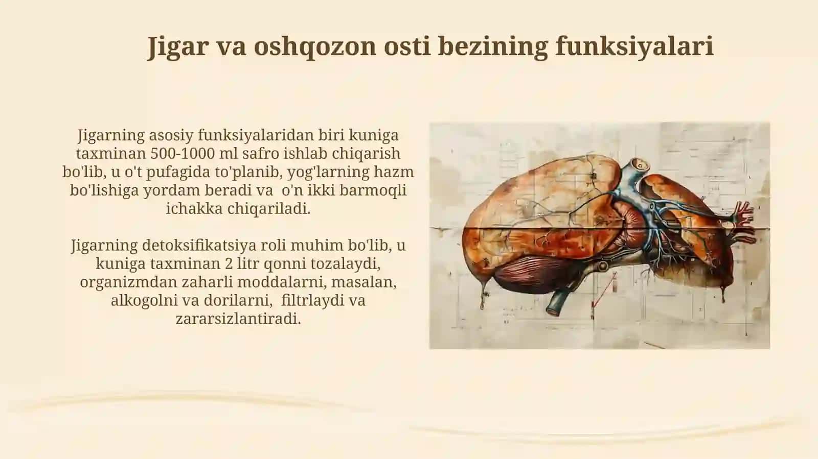 Jigar va me'da ostibezianatomiyasi 4