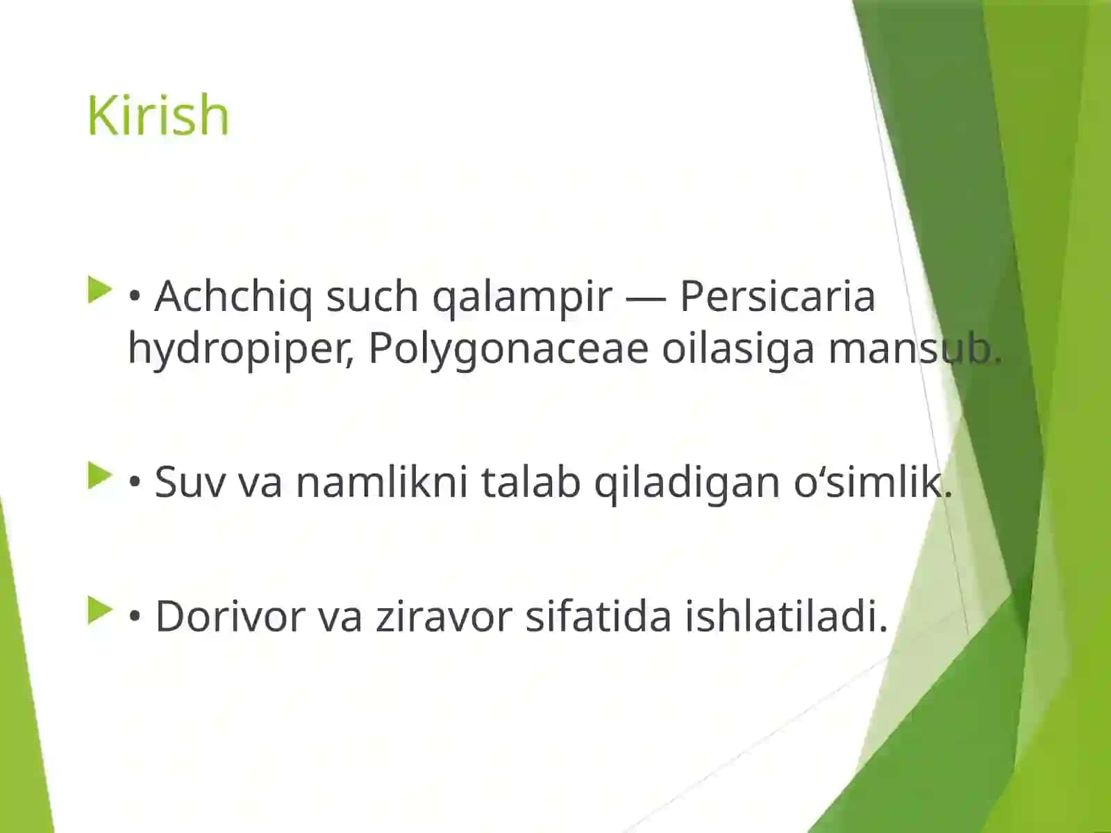 Achchiq SuvQalampir (Persiefria hydropiper) 4