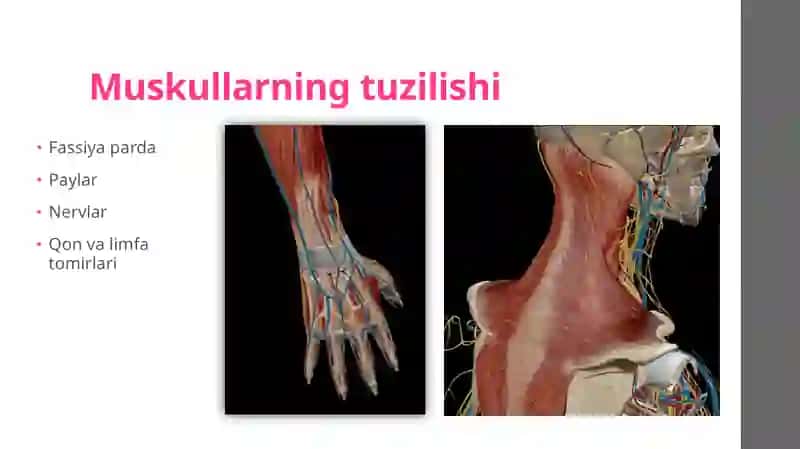 Muskullar 4