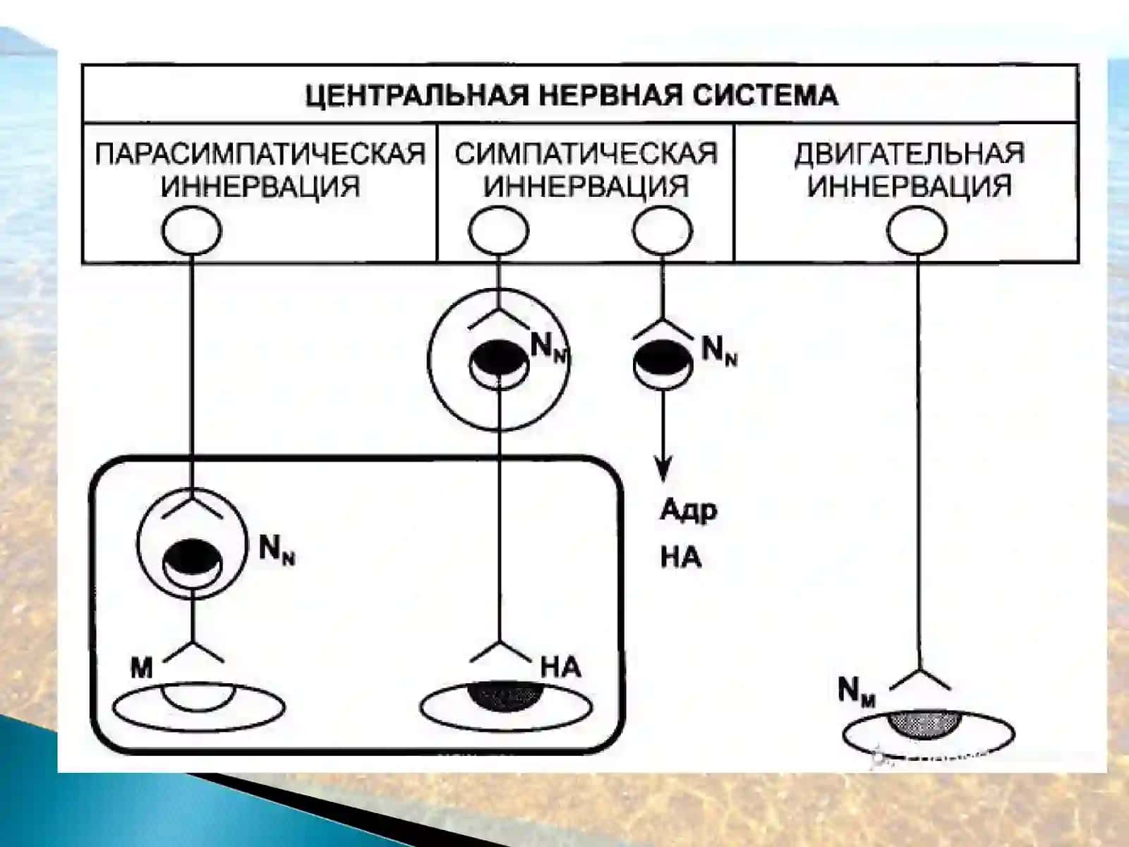 Nikotinga sezgir (N-xolinoretseptorlar) 4