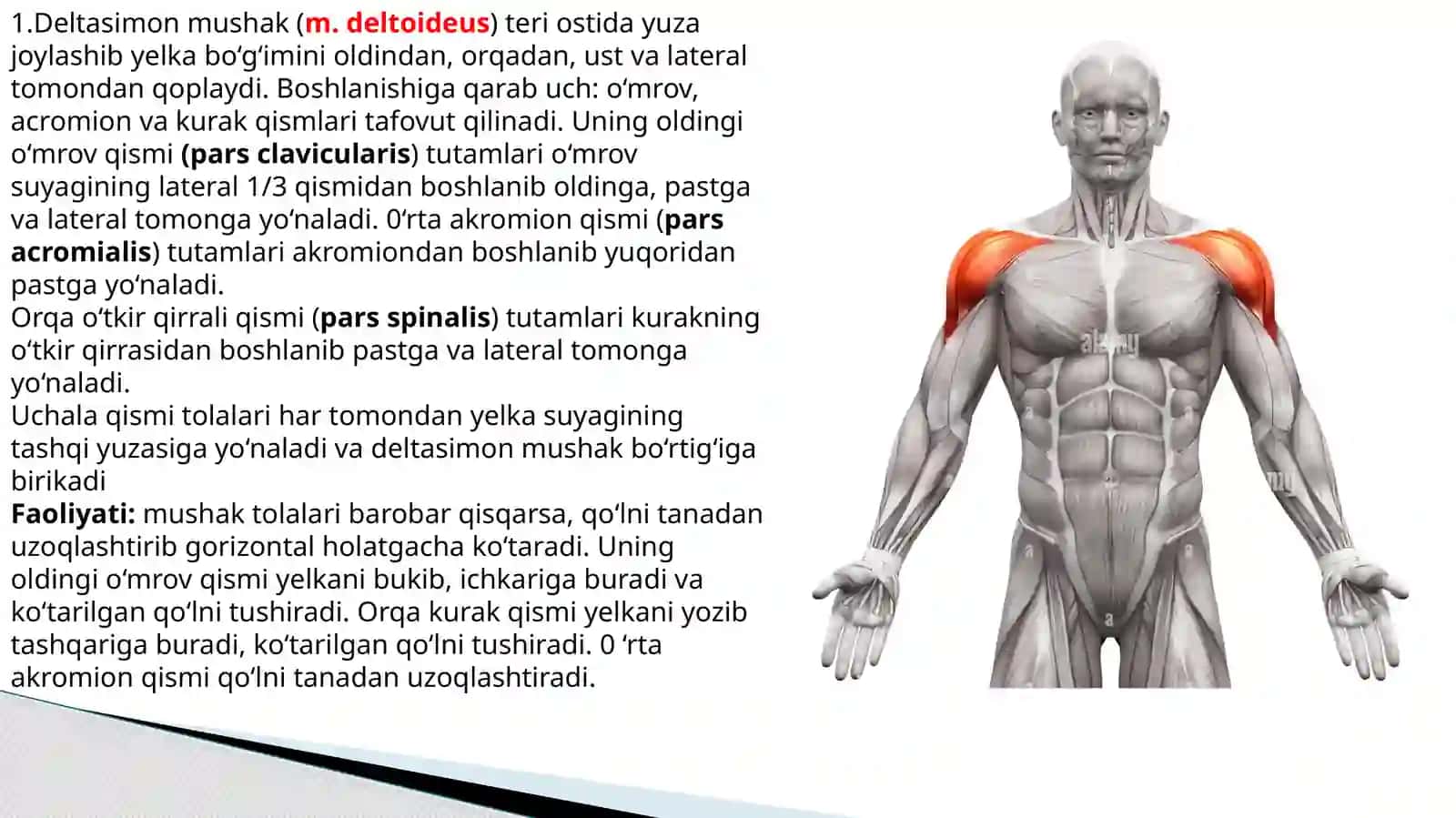 Yelkakamari va yelka mushaklari 4