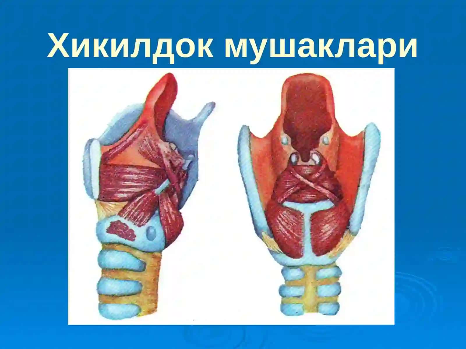 Хикилдокнинг уткир ва сурункали касалликлари 4
