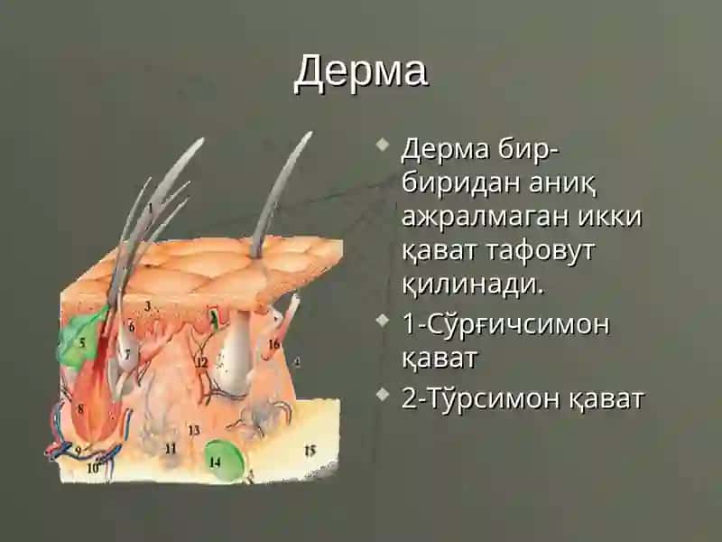 Терининг тузилиши 4