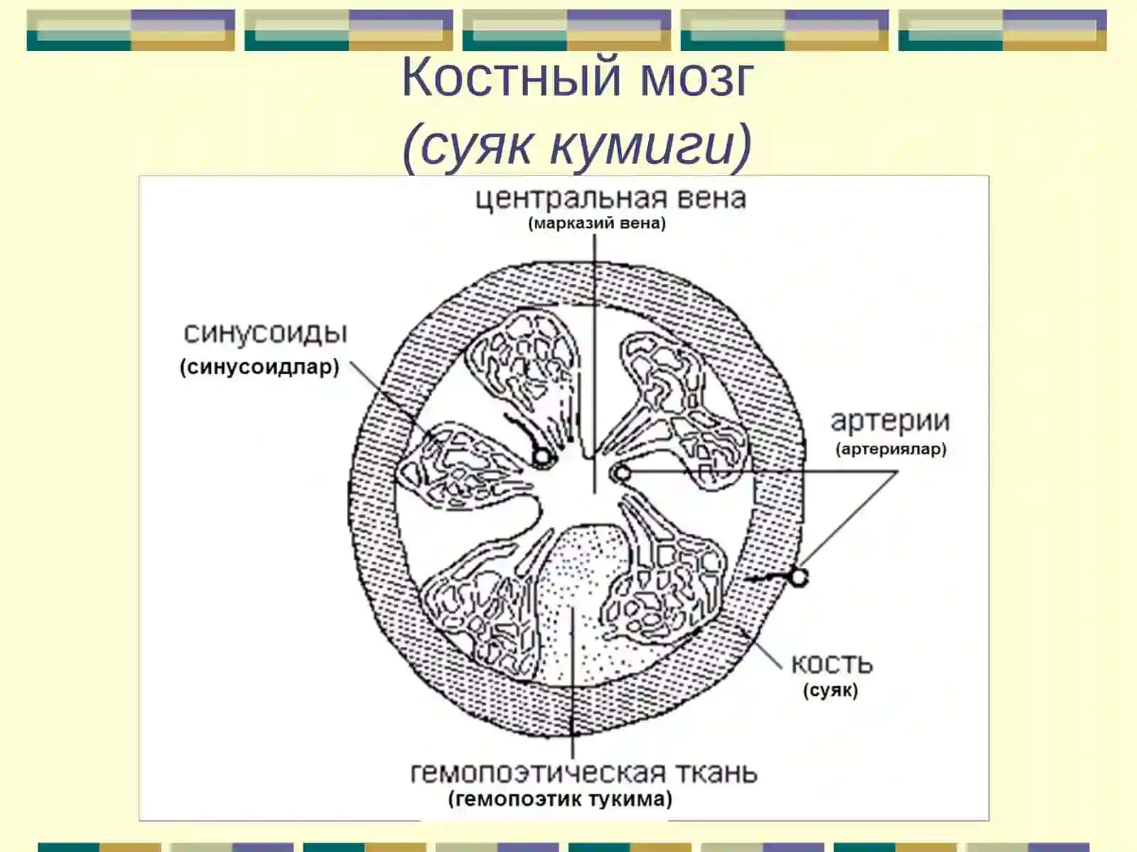 Кроветворение 4