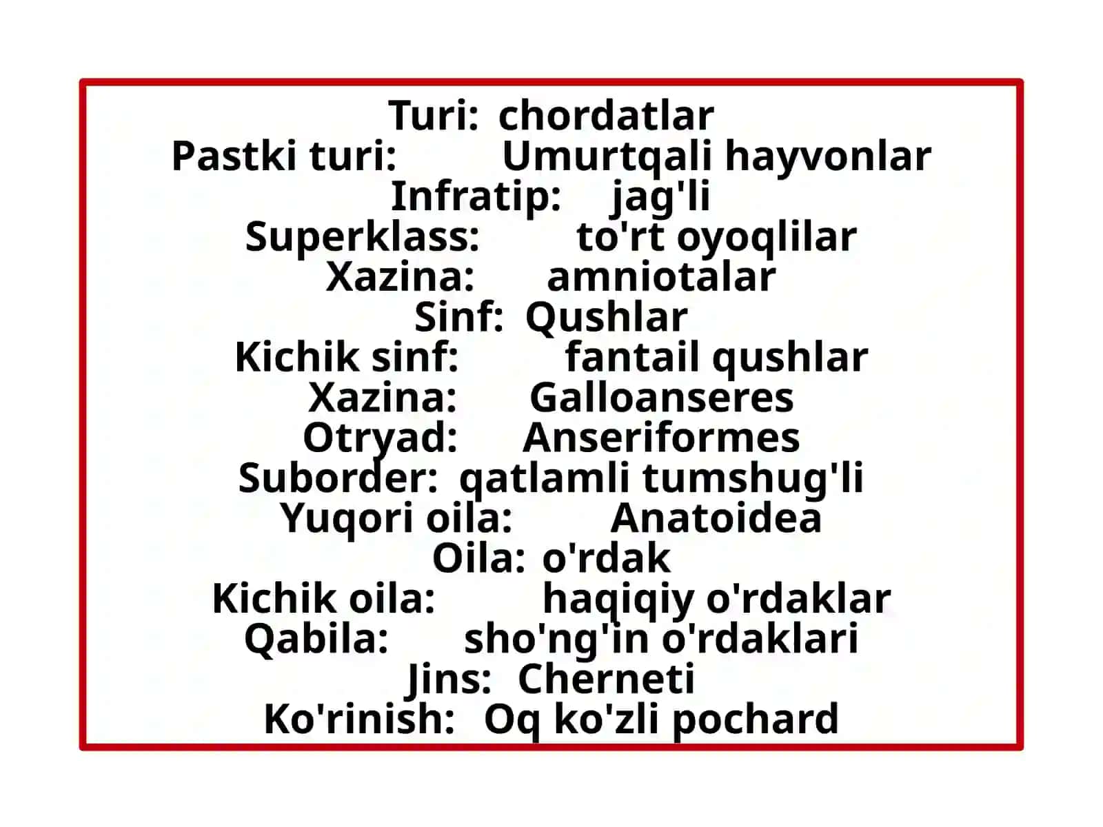 Oq ko'zli pochardAythya nyroca 4