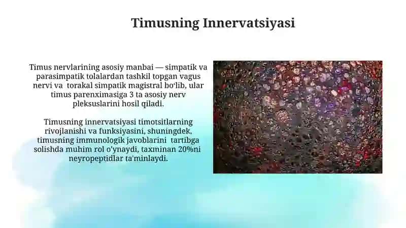 Gistalogiya Timus haqida 4