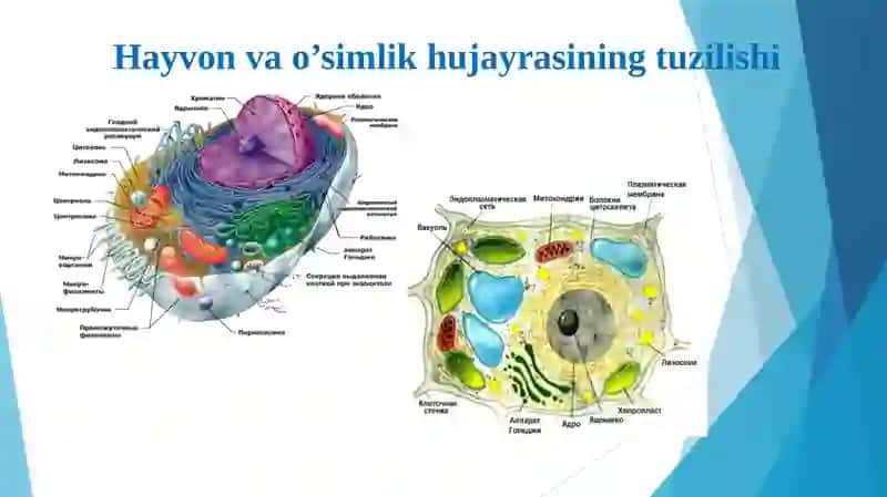 Eukariot hujayralarning ultrastrukturaviy tuzilishi 4
