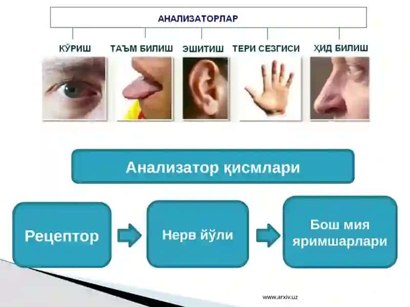 Анализаторларнинг тузилиши ва аҳамияти 4