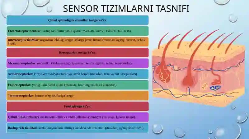 SENSOR TIZIMI FIZIOLOGIYASI 4
