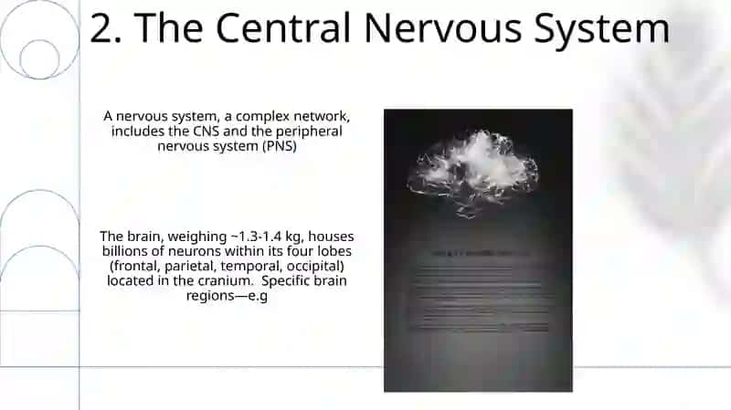 Brain and a nervous system 4