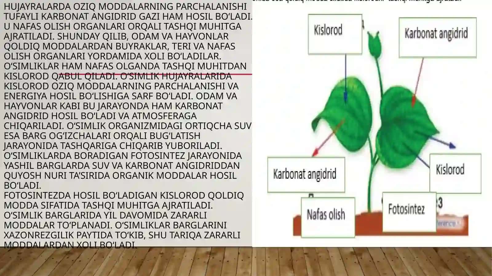 TIRIK ORGANIZMLARNING AYIRISHI 4