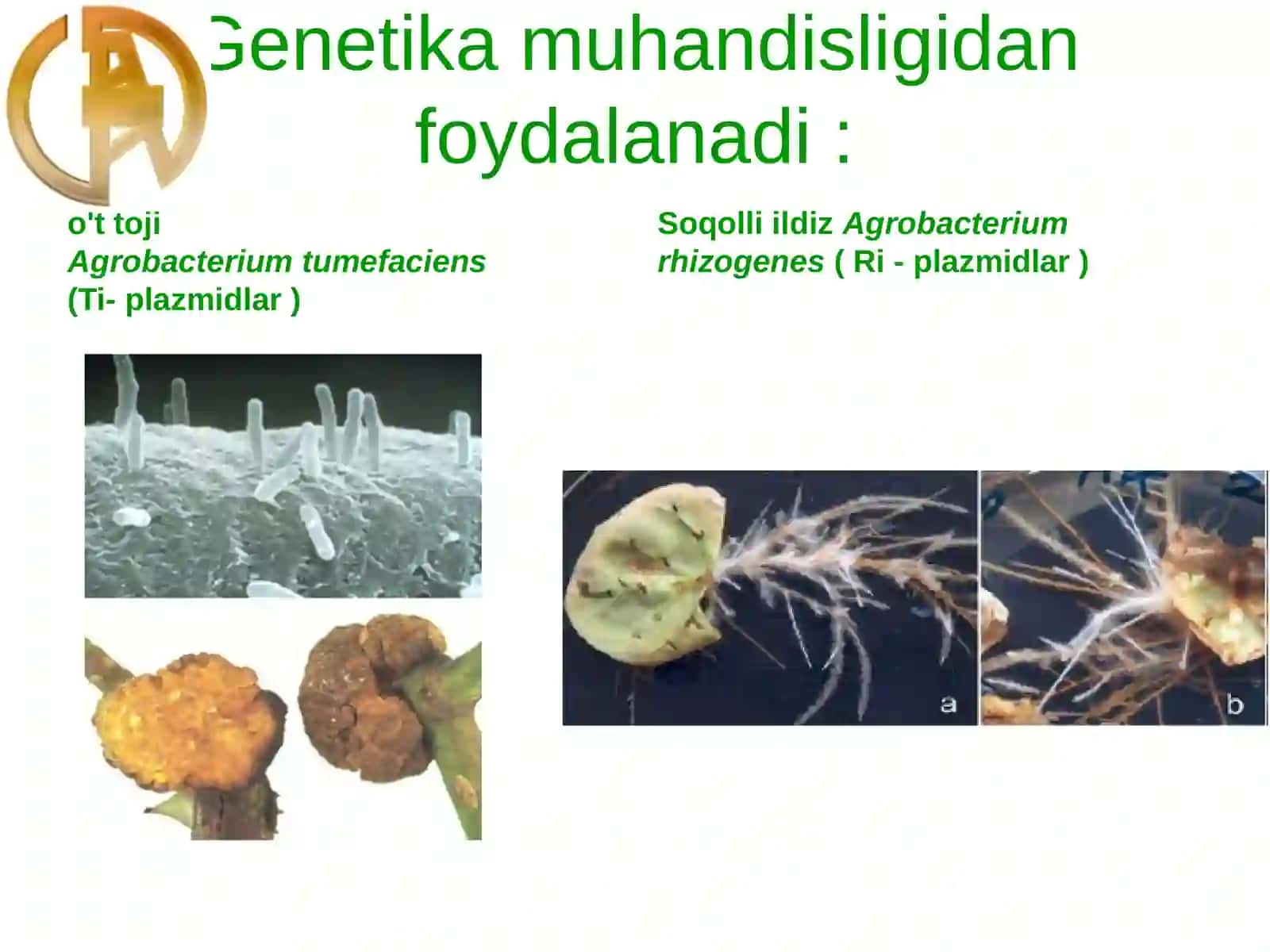 O'simliklar genetik muhandisligi 4