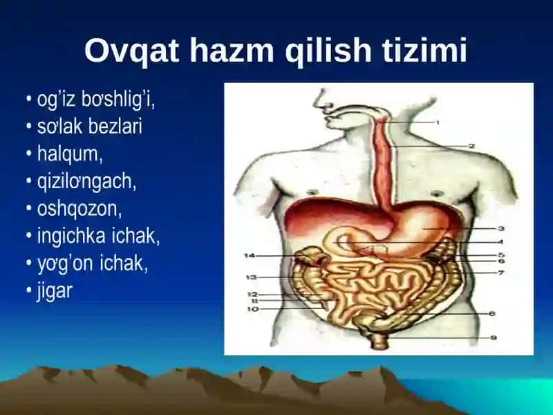 Ovqat hazm qilish tizimi 4