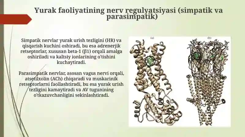 Yurak faoliyatiniboshqarilishi 4