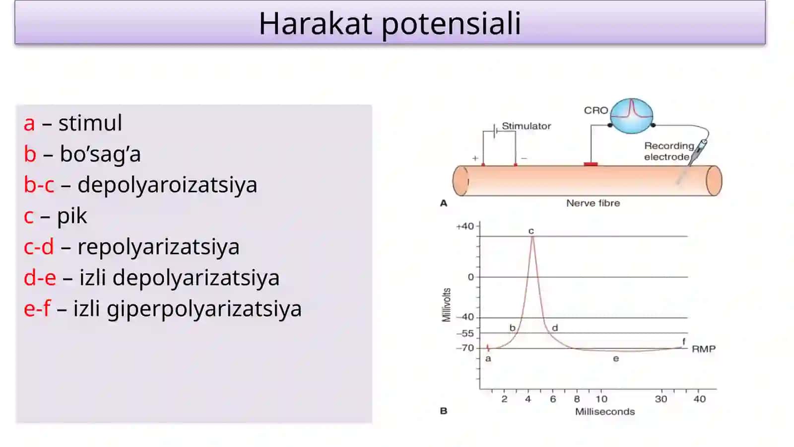 Fiziologiya 4