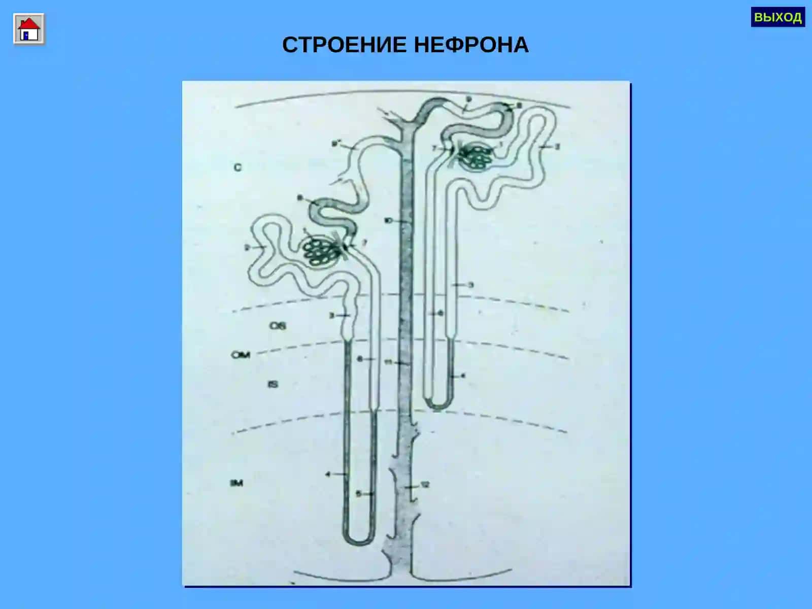 ГЛОМЕРУЛОНЕФРИТЛАР ПИЕЛОНЕФРИТЛАР 4
