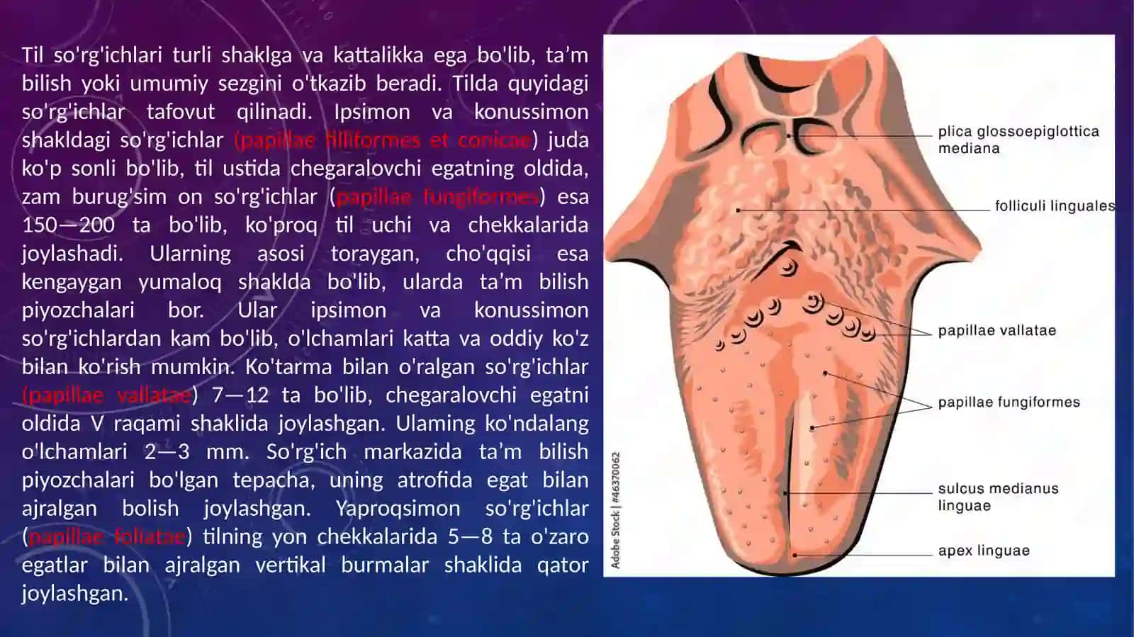 Til tuzilishi va mushaklar 4