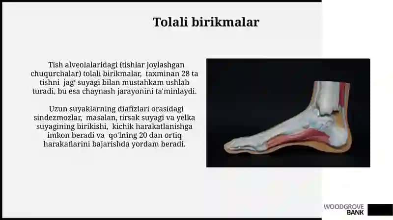 Suyak toʻqimasi 4