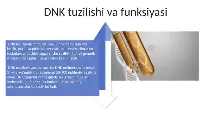 Nuklein kislotalar 4