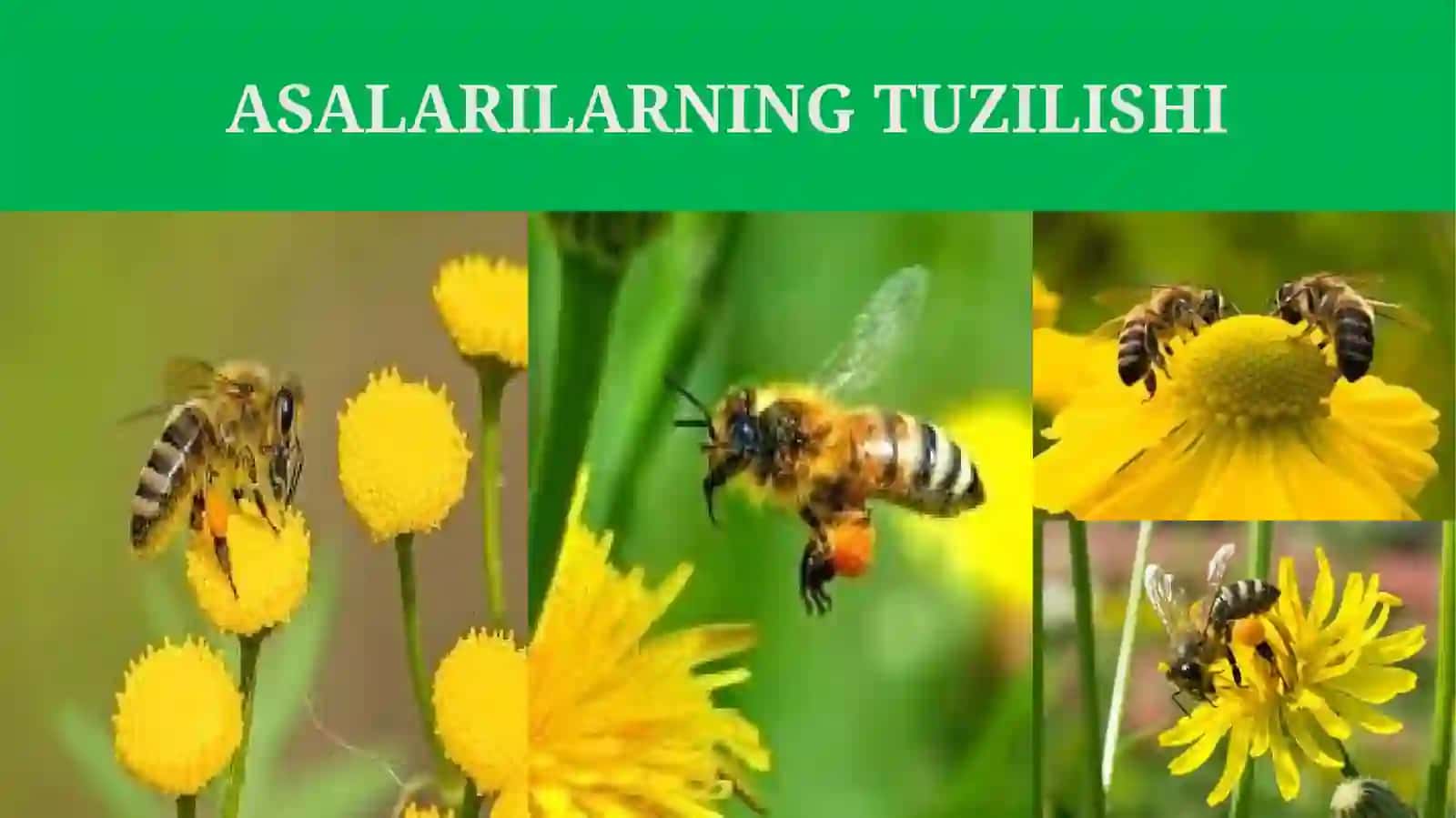 ASALARILAR OILASI 4