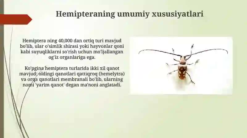 Hashorotlar- qandalalar turkumi 4